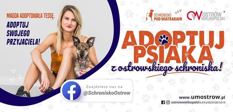 Ilustracja do artykułu: Adoptuj psiaka z ostrowskiego schroniska