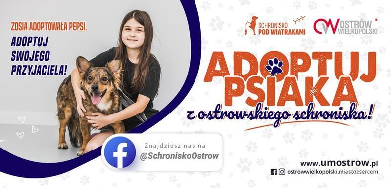 Ilustracja do artykułu: Adoptuj psiaka z ostrowskiego schroniska