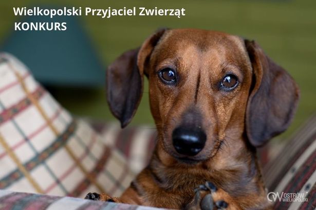 Ilustracja do artykułu: Wielkopolski Przyjaciel Zwierząt. Konkurs