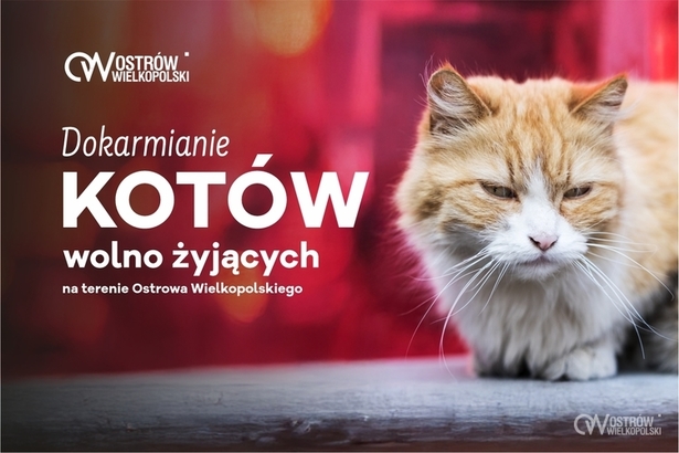 Ilustracja do artykułu: Dokarmianie kotów wolno żyjących. Informacje