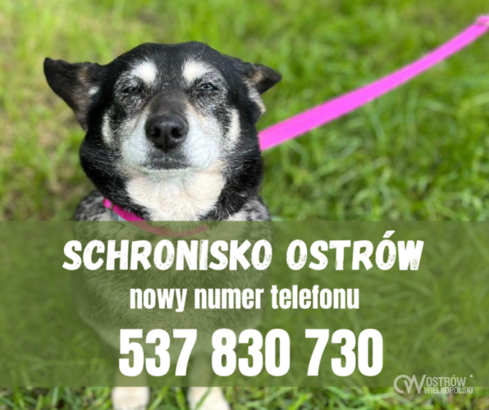 Ilustracja do artykułu: Nowy numer Międzygminnego Schroniska dla Bezdomnych Zwierząt im. Jana Lityńskiego w Wysocku Wielkim