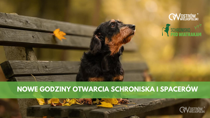 Ilustracja do artykułu: Nowe godziny otwarcia schroniska i spacerów z psami