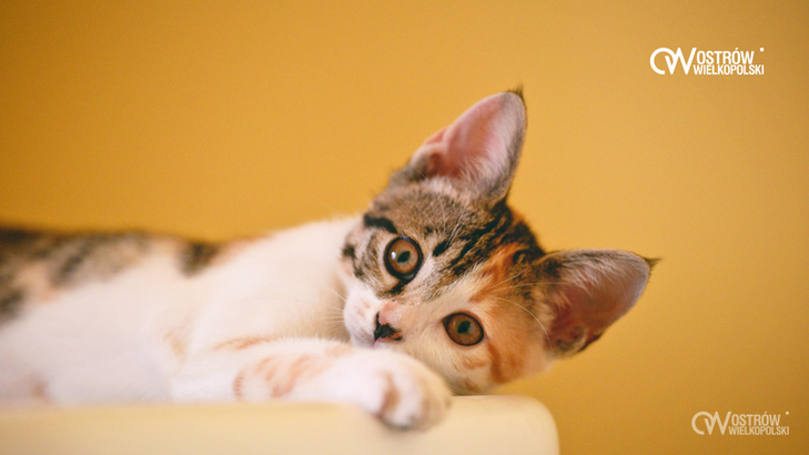 Ilustracja do artykułu: Ostrowianie dokarmiają koty wolno żyjące