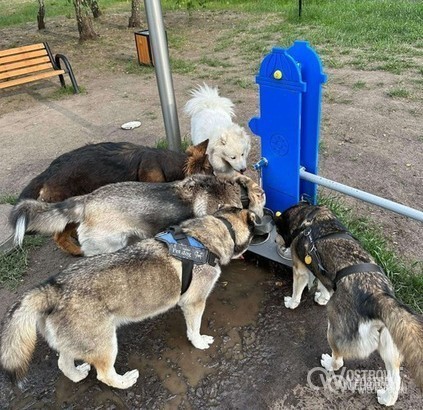 Ilustracja do artykułu: Ostrowski Psi Park: dopływ wody zostanie zamknięty