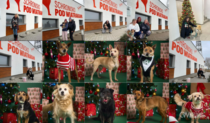 Ilustracja do artykułu: Schroniskowa opowieść wigilijna podbiła serca