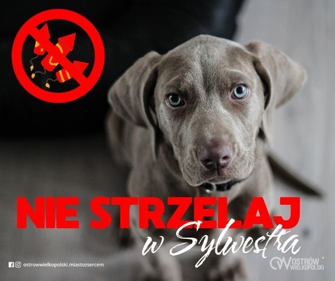 Ilustracja do artykułu: Dla nas zabawa, dla nich strach