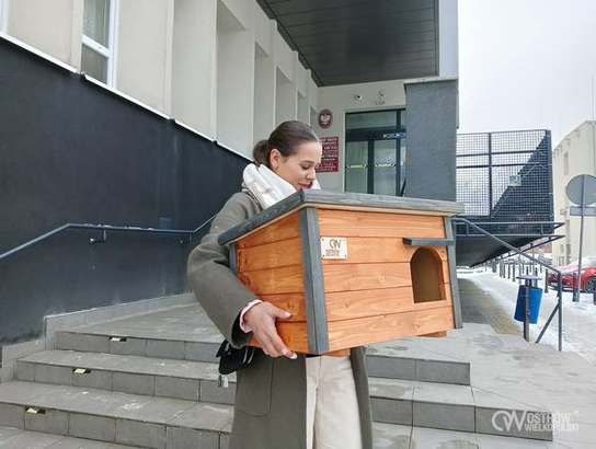 Ilustracja do artykułu: W trosce o koty wolno żyjące