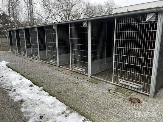 Ilustracja do artykułu: Kojce w schronisku pustoszeją!