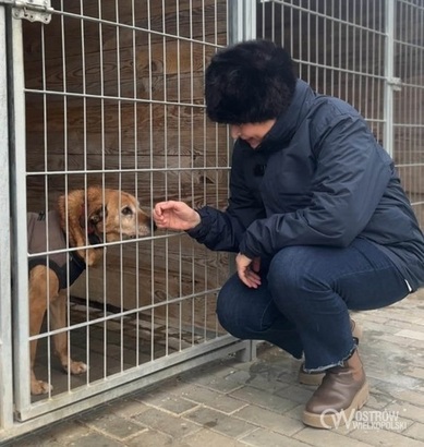 Ilustracja do artykułu: Schronisko Ostrów to bezpieczna przystań dla zwierząt