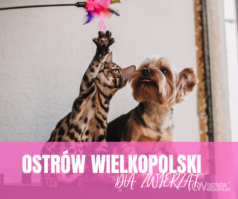 Ilustracja do artykułu: Zadbaj o zwierzęta i zapobiegaj ich bezdomności