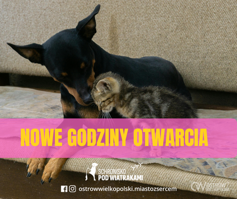 Ilustracja do artykułu: Zmiana godzin pracy ostrowskiego schroniska