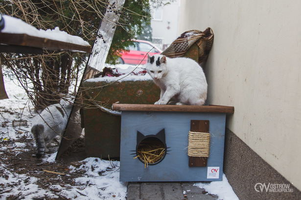 Ilustracja do artykułu: Domki dla wolno żyjących kotów w mieście