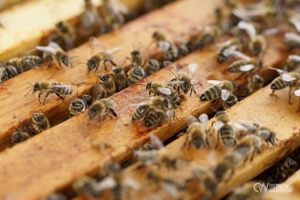Ilustracja do artykułu: Uwaga! Wielkopolscy pszczelarze