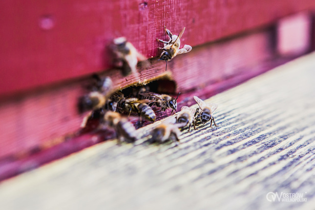 Ilustracja do artykułu: Mamy niemal pół miliona miejskich pszczół!