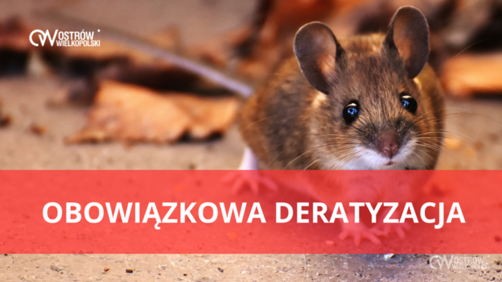 Ilustracja do artykułu: Obowiązkowa deratyzacja w kwietniu