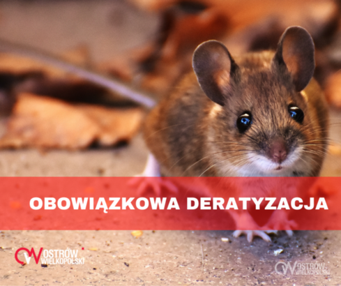 Ilustracja do artykułu: Obowiązkowa deratyzacja w listopadzie