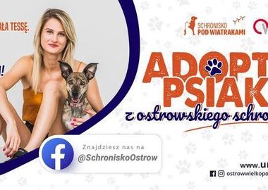 Ilustracja do artykułu: Adoptuj psiaka z ostrowskiego schroniska