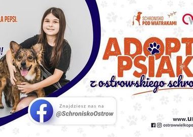 Ilustracja do artykułu: Adoptuj psiaka z ostrowskiego schroniska