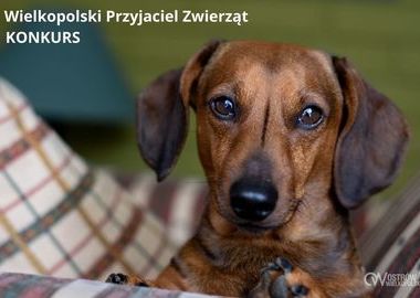 Ilustracja do artykułu: Wielkopolski Przyjaciel Zwierząt. Konkurs
