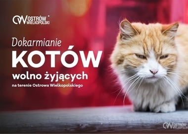 Ilustracja do artykułu: Dokarmianie kotów wolno żyjących. Informacje