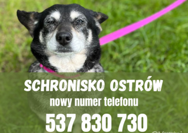 Ilustracja do artykułu: Nowy numer Międzygminnego Schroniska dla Bezdomnych Zwierząt im...