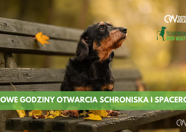 Ilustracja do artykułu: Nowe godziny otwarcia schroniska i spacerów z psami