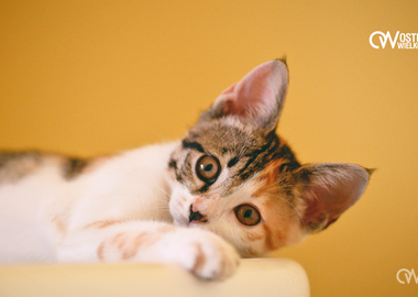 Ilustracja do artykułu: Ostrowianie dokarmiają koty wolno żyjące