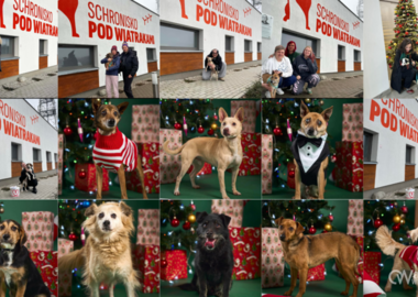 Ilustracja do artykułu: Schroniskowa opowieść wigilijna podbiła serca