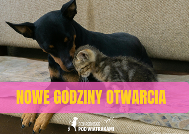 Ilustracja do artykułu: Zmiana godzin pracy ostrowskiego schroniska