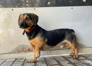 Ilustracja do artykułu: Adoptuj Sławka lub innego z psów 