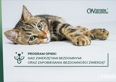 Ilustracja do artykułu: Więcej środków na opiekę nad bezdomnymi zwierzętami