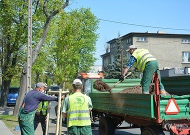 Ilustracja do artykułu: 180 nowych miejskich drzew