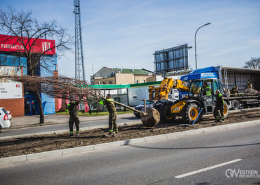 Ilustracja do artykułu: Lipy w zielono - niebieskiej infrastrukturze