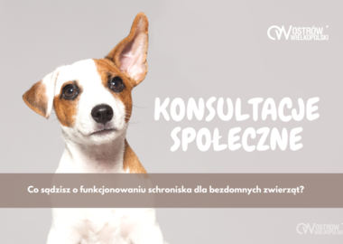 Ilustracja do artykułu: Konsultacje społeczne: co sądzisz o funkcjonowaniu schroniska?