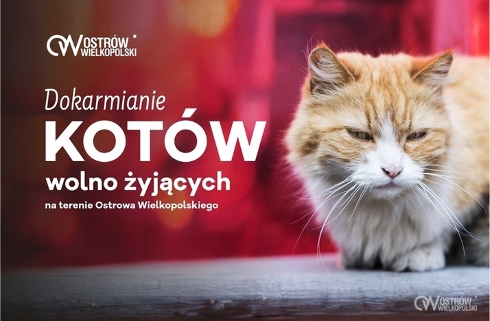 Ilustracja do artykułu: Dokarmianie kotów wolno żyjących. Informacje