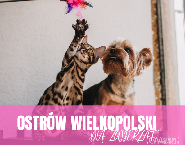 Ilustracja do artykułu: Zadbaj o zwierzęta i zapobiegaj ich bezdomności