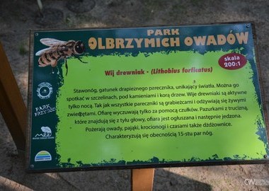 Grzyby i owady (8)