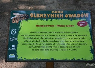 Grzyby i owady (7)