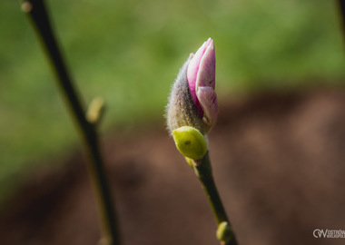 Ogród Magnoliowy = ogród przyjaźni ostrowsko - ukraińskiej (39)