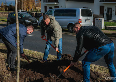 Zielony akcent na 35-lecie samorządu. W Ostrowie Wielkopolskim posadzono Aleję Lipową (59)