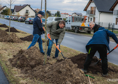 Zielony akcent na 35-lecie samorządu. W Ostrowie Wielkopolskim posadzono Aleję Lipową (55)