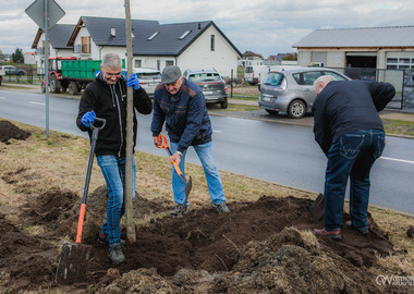 Zielony akcent na 35-lecie samorządu. W Ostrowie Wielkopolskim posadzono Aleję Lipową (54)