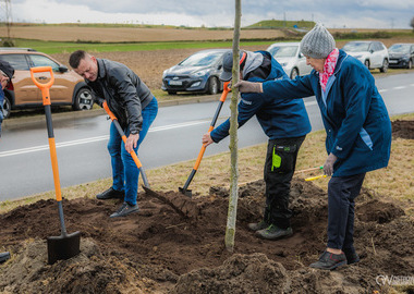 Zielony akcent na 35-lecie samorządu. W Ostrowie Wielkopolskim posadzono Aleję Lipową (53)