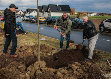Zielony akcent na 35-lecie samorządu. W Ostrowie Wielkopolskim posadzono Aleję Lipową (50)