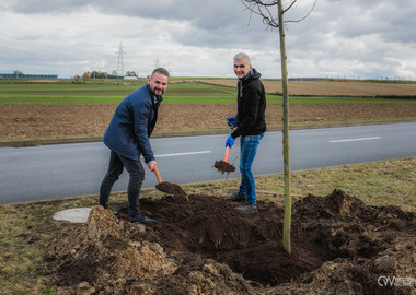 Zielony akcent na 35-lecie samorządu. W Ostrowie Wielkopolskim posadzono Aleję Lipową (48)