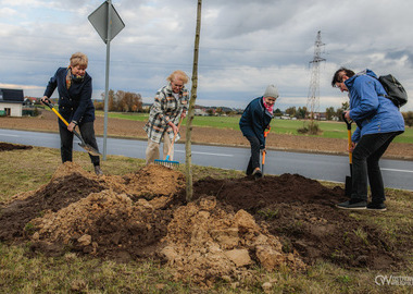 Zielony akcent na 35-lecie samorządu. W Ostrowie Wielkopolskim posadzono Aleję Lipową (45)