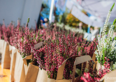 2025-10-19 Święto drzewa Piaski (5)