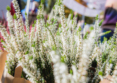 2025-10-19 Święto drzewa Piaski (1)