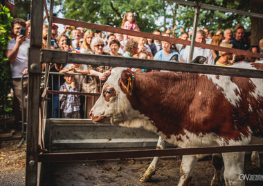 2026-08-16 Misktat Święcenie zwierząt (258)