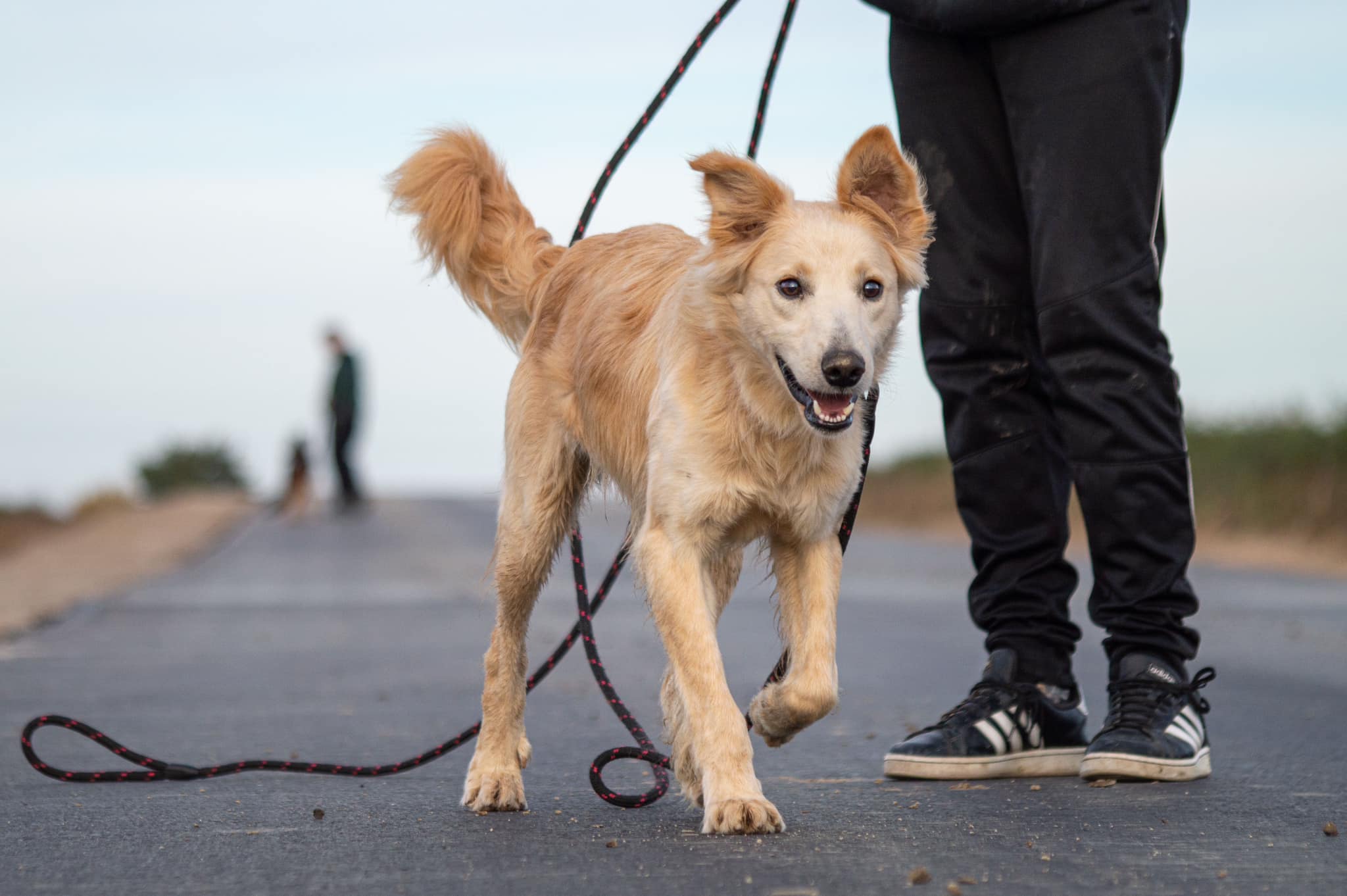 fot. Schronisko Ostrów - średni, jasny pies GOLDIE na spacerze